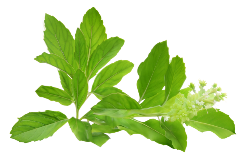 Fresh Green Holy Basil Tulsi Leaves on a Transparent Background