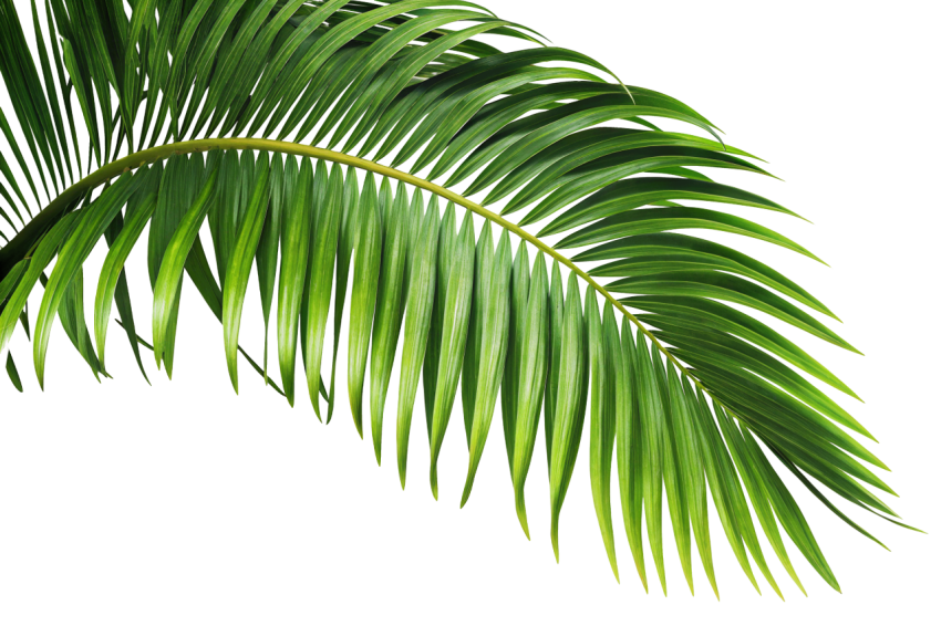 Green Palm Leaf on Transparent Background Png