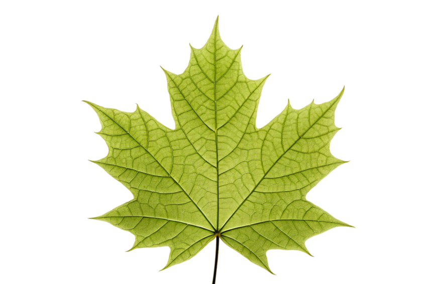 Green Maple Leaf on Transparent Background Png