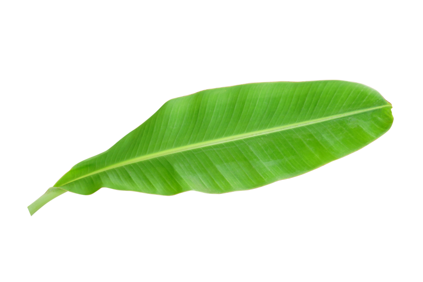 Green Banana Leaf on Transparent Background