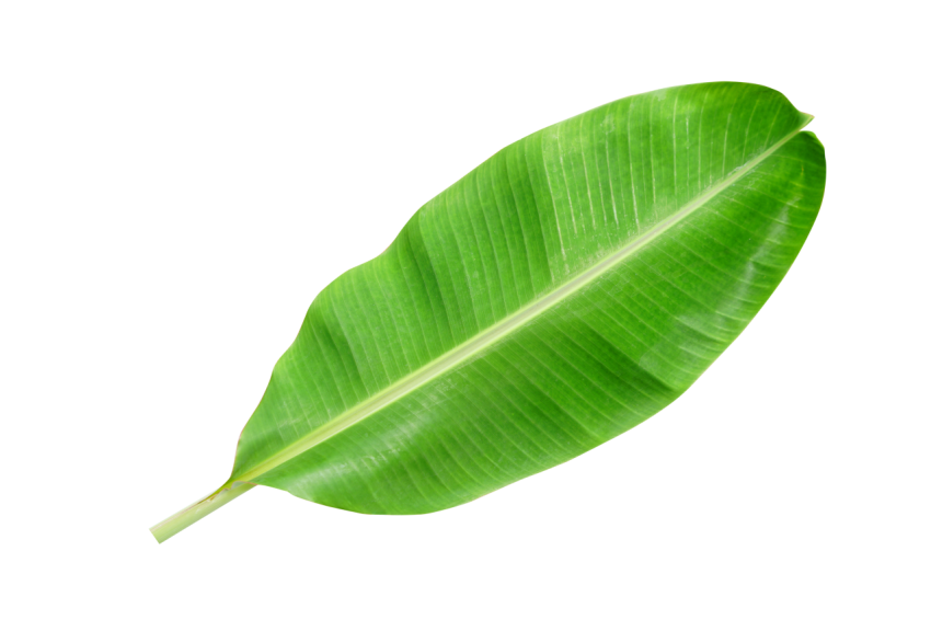 Green Banana Leaf with Detailed Texture on Transparent Background