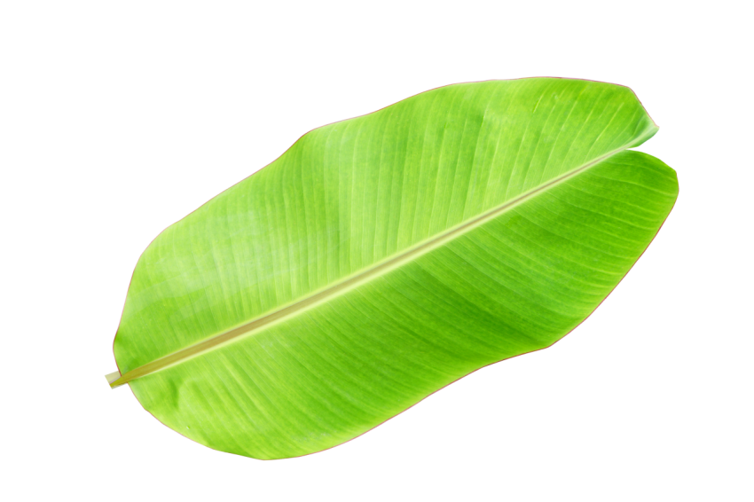 Fresh Banana Leaf on Transparent Background