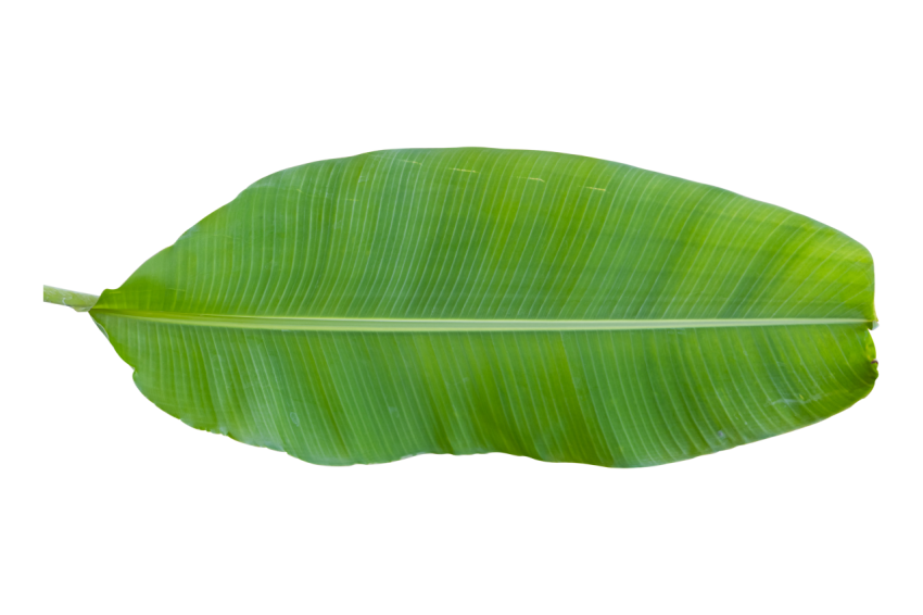 Green Banana Leaf with Detailed Texture on Transparent Background Png
