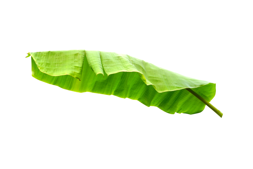 Green Banana Leaf on Transparent Background Png