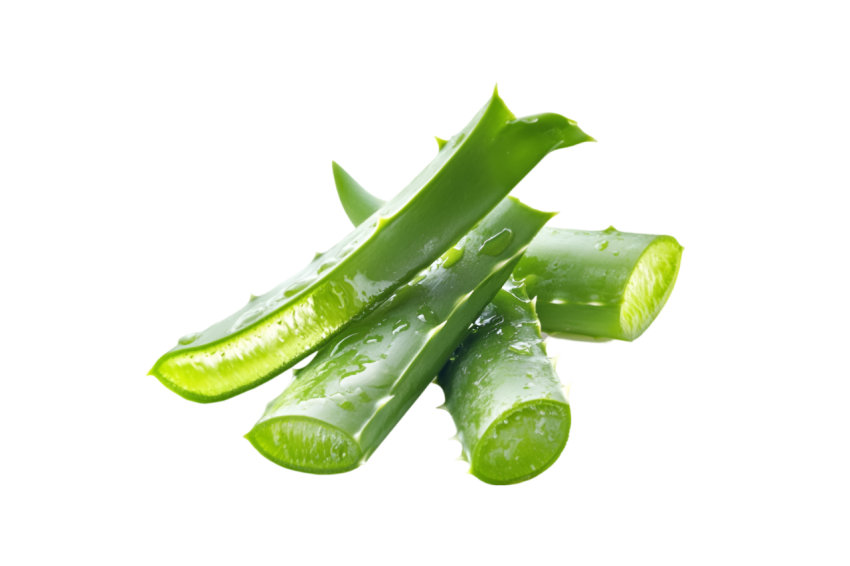 Fresh Aloe Vera Slices on Transparent Background Png