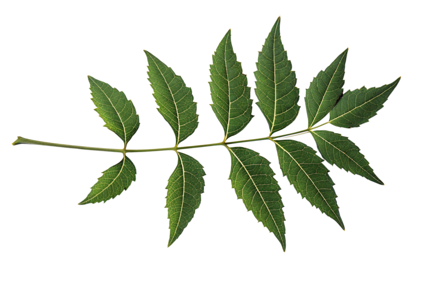 Fresh Neem Tree Leaf on Transparent Background