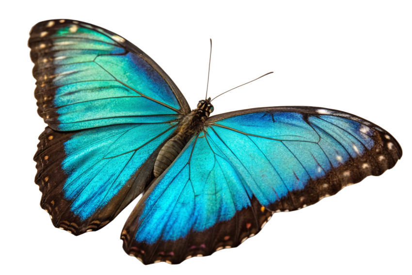 Blue Color Patterns Butterfly PNG