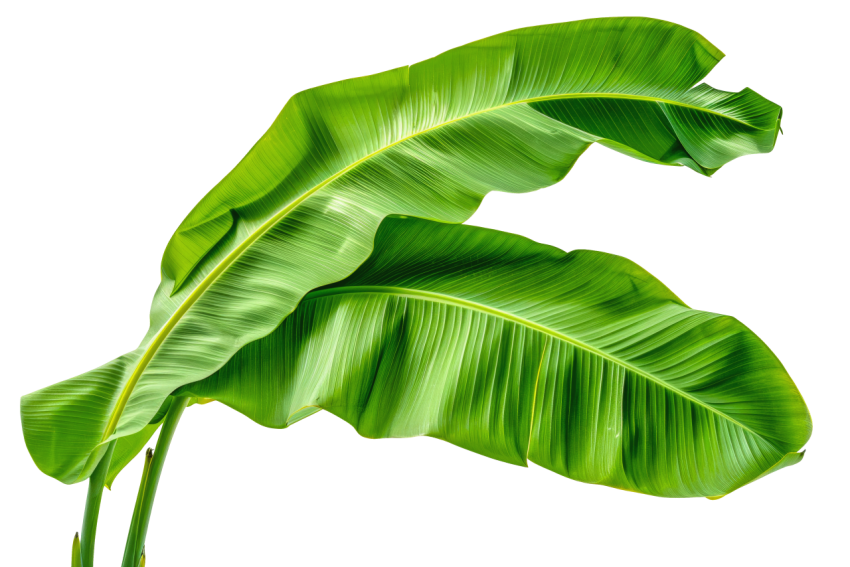 Green Banana Leaf with Detailed Texture on Transparent Background