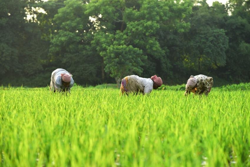 Paddy Field, Rice Field, Rice Cultivation Image