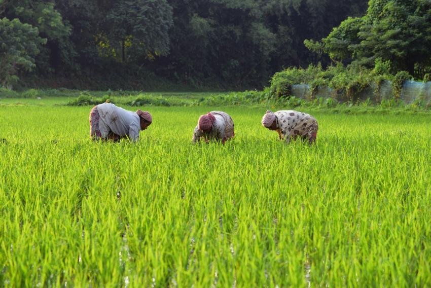 Indian Rice Field, Rice Cultivation Image