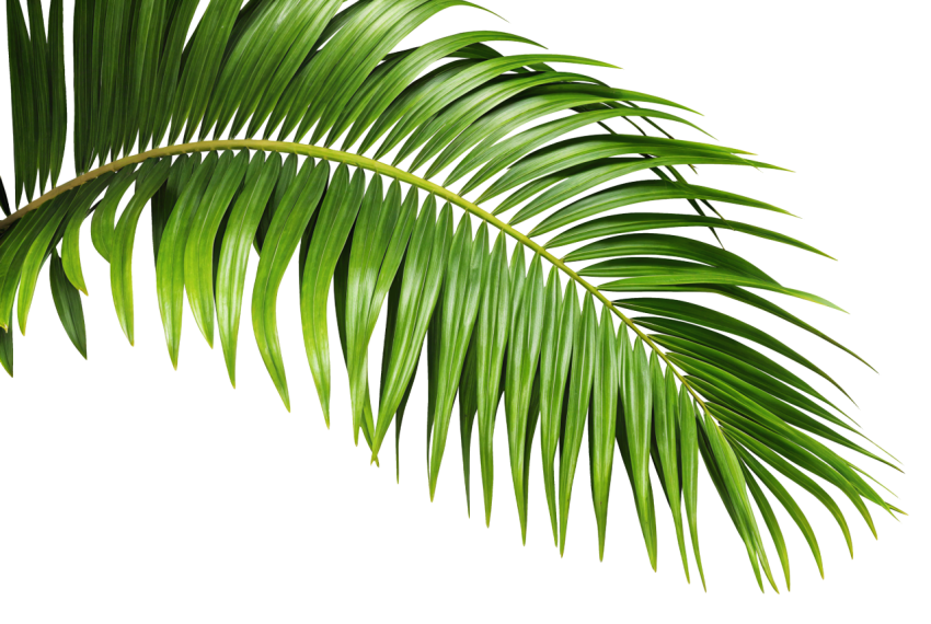 Green Palm Leaf Png