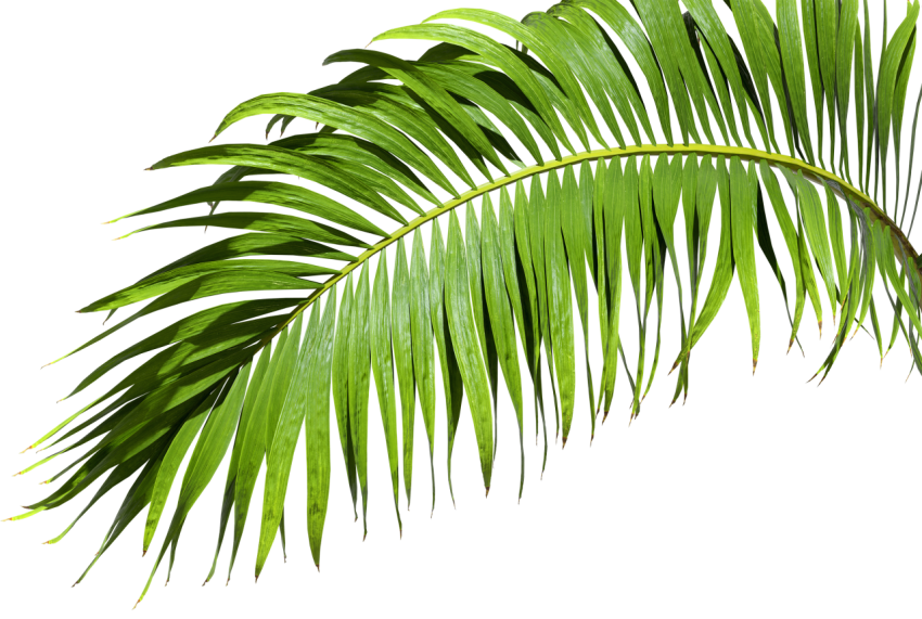 Green Palm Leaf on Transparent Background Png