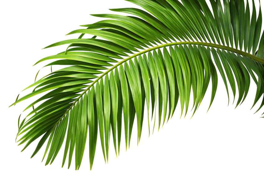 Green Palm Leaf on Transparent Background Png