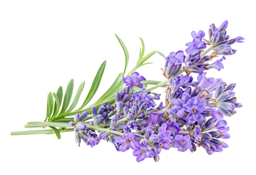Purple Lavender Flowers on Transparent Background