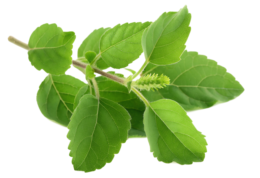 Fresh Green Holy Basil Tulsi Leaves on a Transparent Background