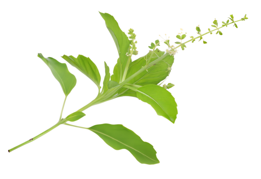 Fresh Green Holy Basil Tulsi Leaves on a Transparent Background