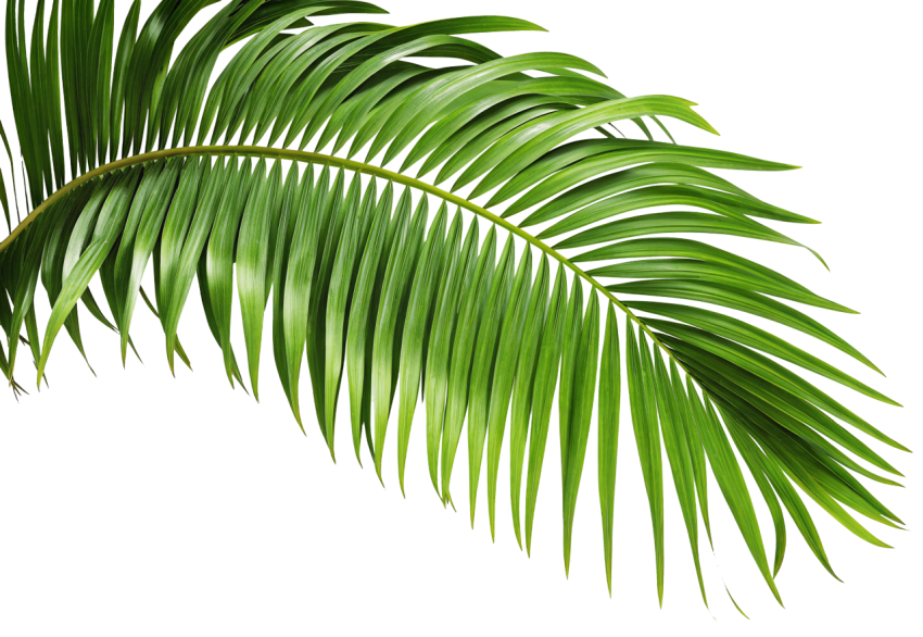Green Palm Leaf on Transparent Background Png