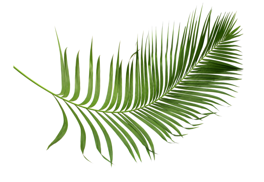 Green Palm Leaf Branch on Transparent Background Png