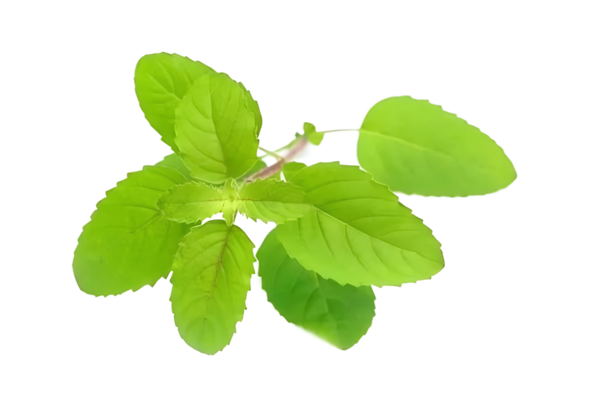 Fresh Green Holy Basil Tulsi Leaves on a Transparent Background