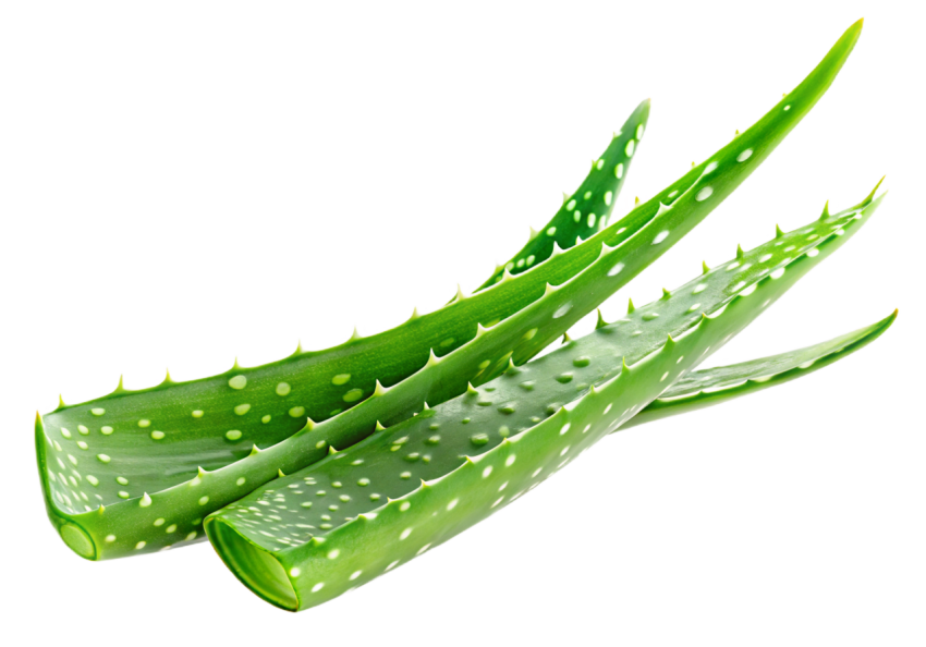 Fresh Aloe Vera Leaf on Transparent Background