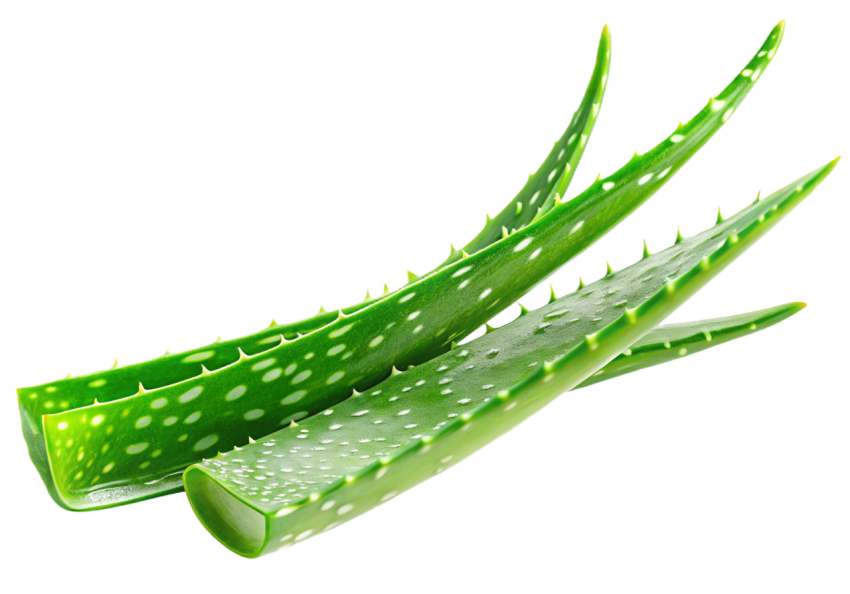 Fresh Aloe Vera Leaf on Transparent Background
