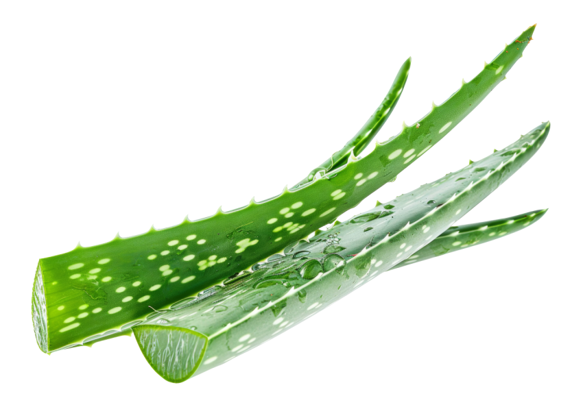 Fresh Aloe Vera Leaf on Transparent Background