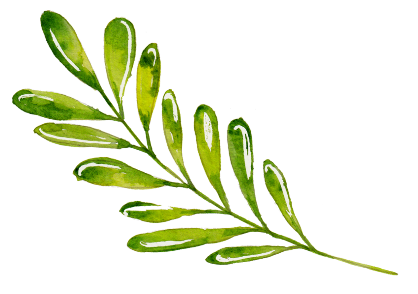 Watercolor Leaves Png