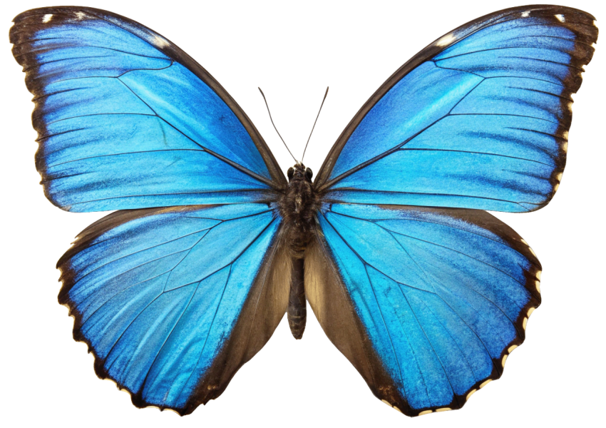 Blue Color Patterns Butterfly PNG
