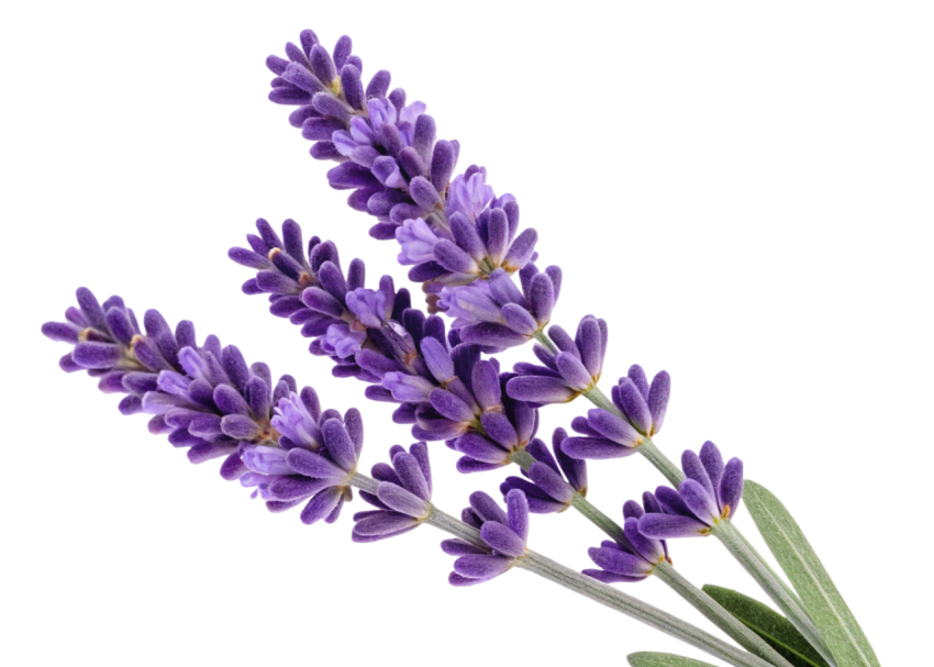 Purple Lavender Flowers on Transparent Background