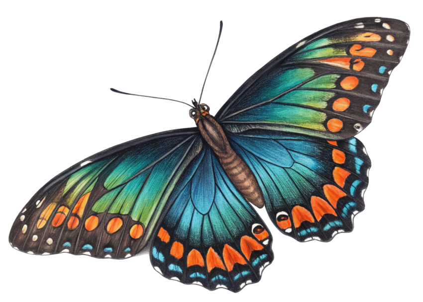 Colorful Patterns Butterfly PNG