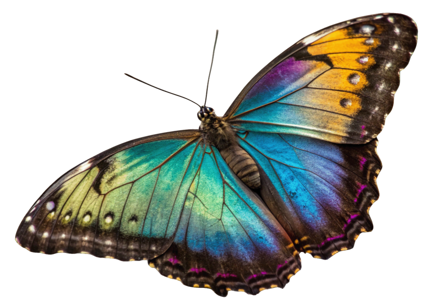 Colorful  Patterns Butterfly PNG