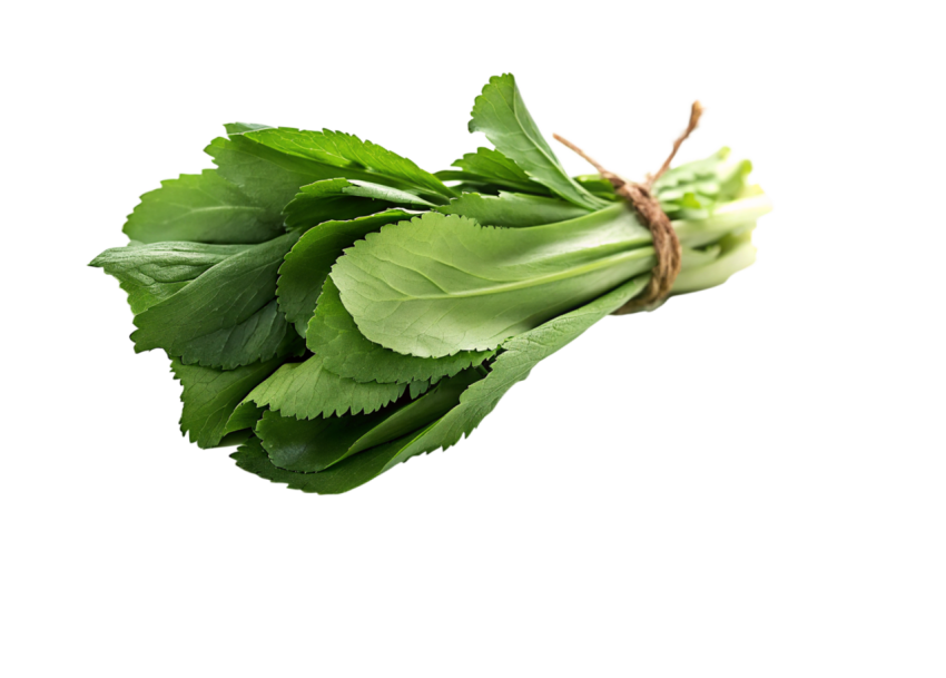 Fresh Thai Long Coriander Leaves Isolated on Transparent Background