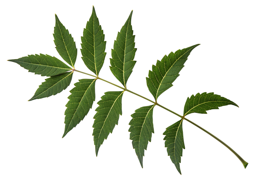 Fresh Neem Tree Leaf on Transparent Background