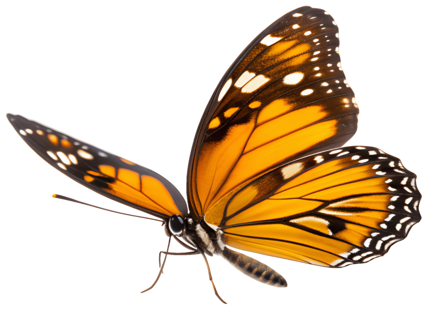 Colorful Patterns Butterfly PNG