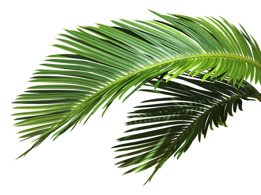 Green Palm Leaf on Transparent Background Png