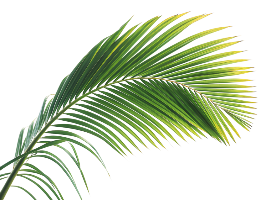Green Coconut Leaf on Transparent Background Png