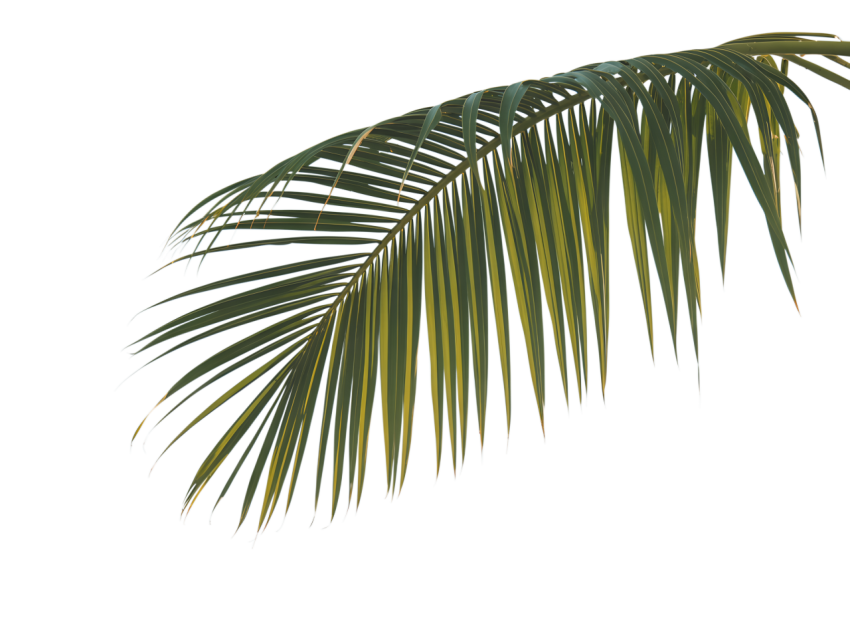 Green Coconut Leaf on Transparent Background Png