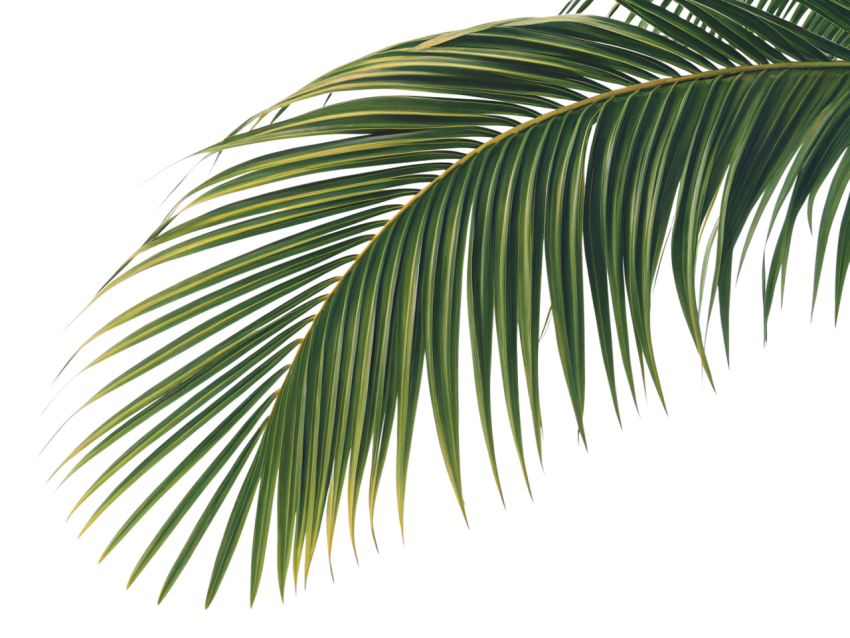 Green Coconut Leaf on Transparent Background Png