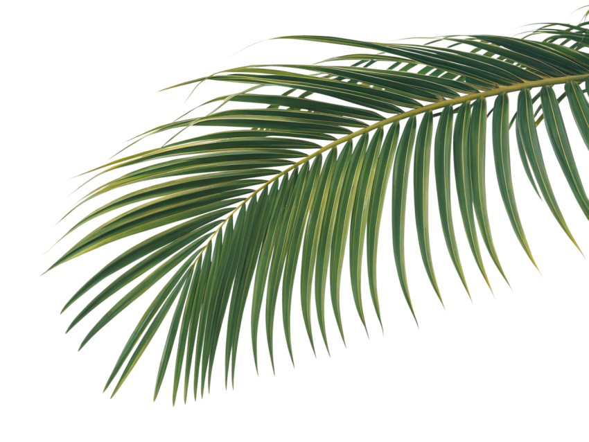 Green Coconut Leaf on Transparent Background Png