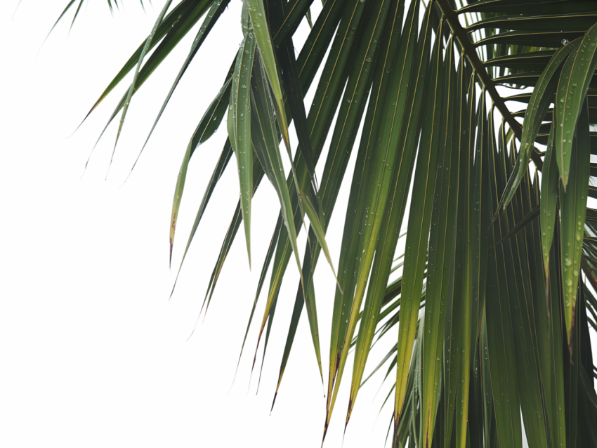 Green Coconut Leaf on Transparent Background Png