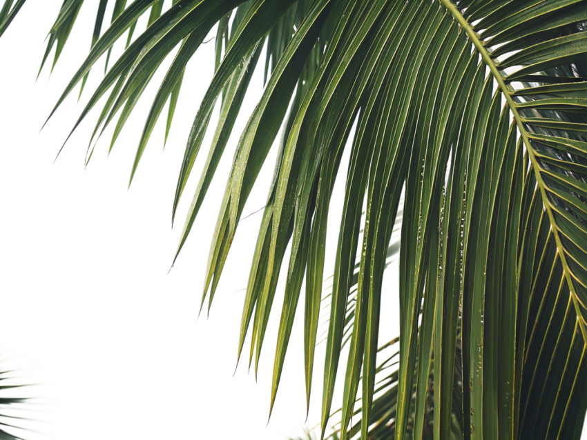 Green Coconut Leaf on Transparent Background Png