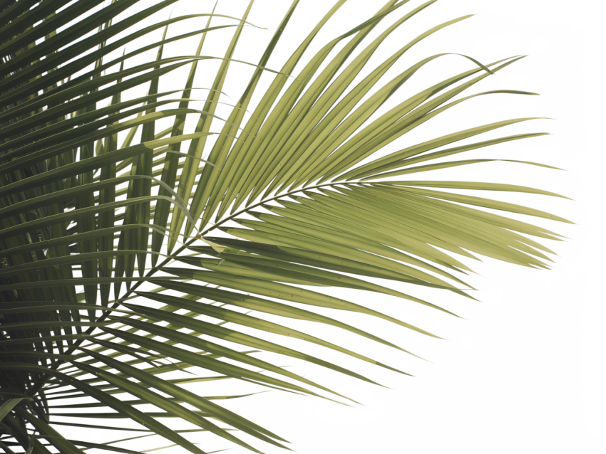 Green Coconut Leaf on Transparent Background Png