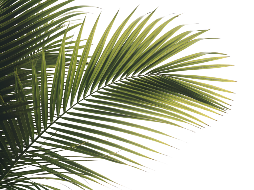 Green Coconut Leaf Png