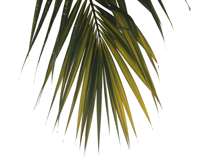 Green Coconut Leaf Png