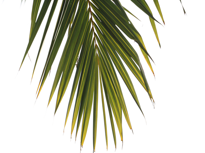 Green Coconut Leaf on Transparent Background Png