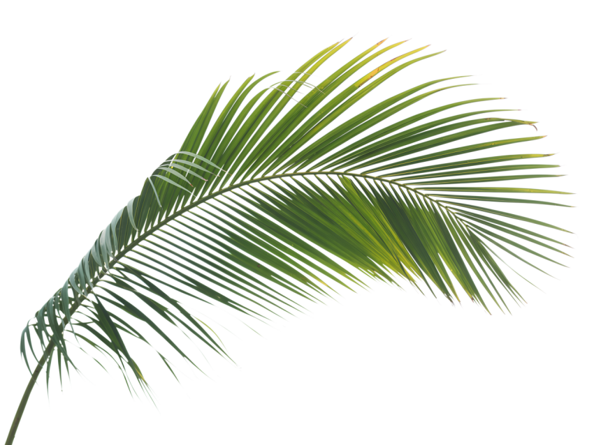 Green Palm Leaf on Transparent Background