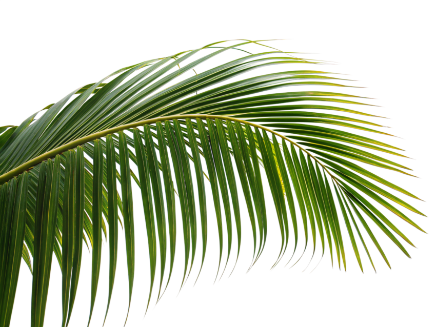 Green Palm Leaf on Transparent Background