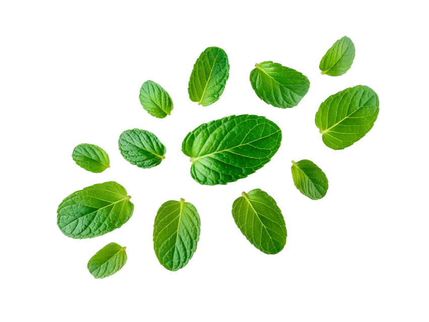 Fresh Green Mint Leaves Pattern on Transparent Background