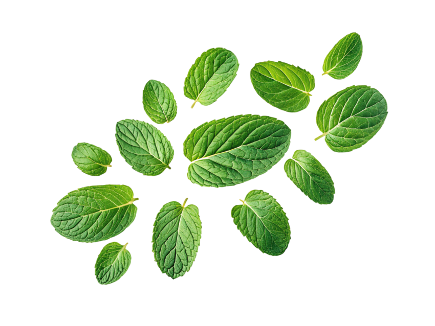 Fresh Green Mint Leaves Pattern on Transparent Background