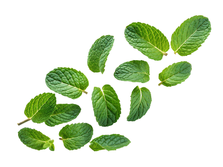 Fresh Green Mint Leaves Pattern on Transparent Background